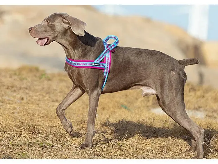 Neoprene Padded Dog Harness – Comfort, Style, and Control